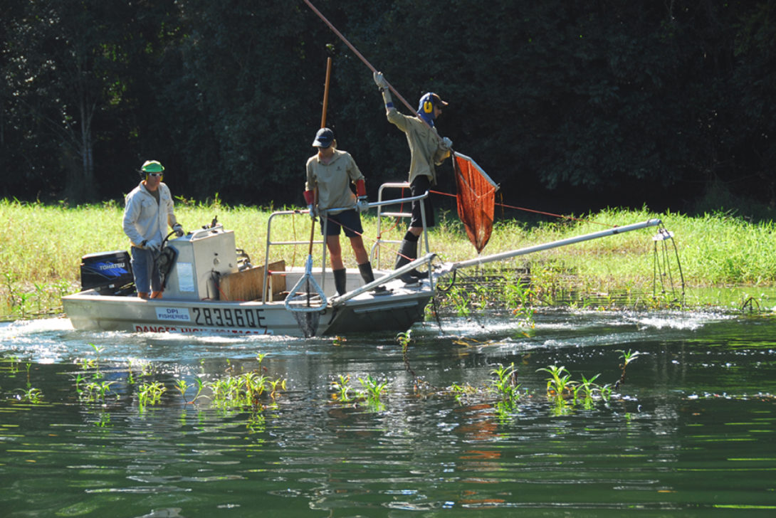 Oreocromis Mossambicus electrofishing control in Herberton Weirs