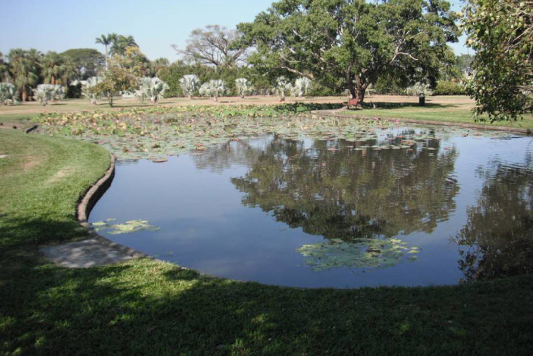 Queensland’s first attempt at tilapia eradication