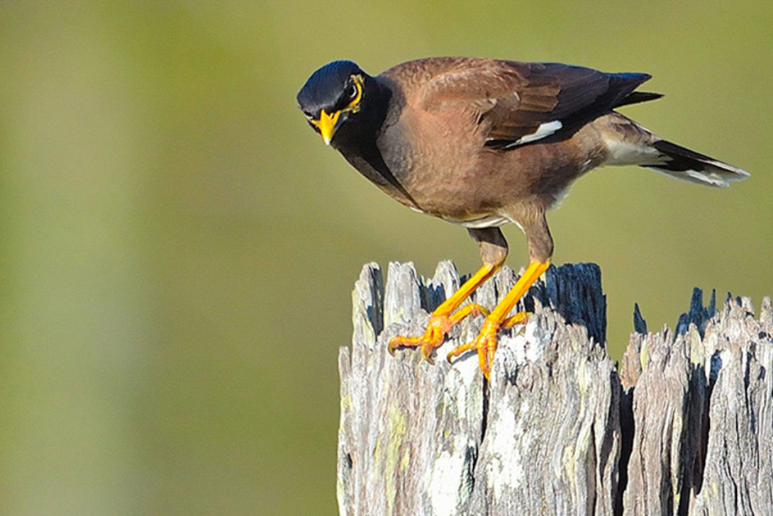 Myna bird
