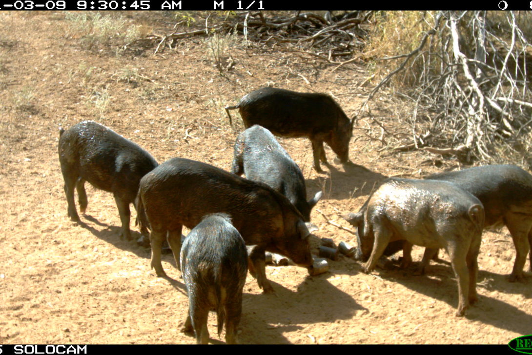 feral pigs hoggone trial