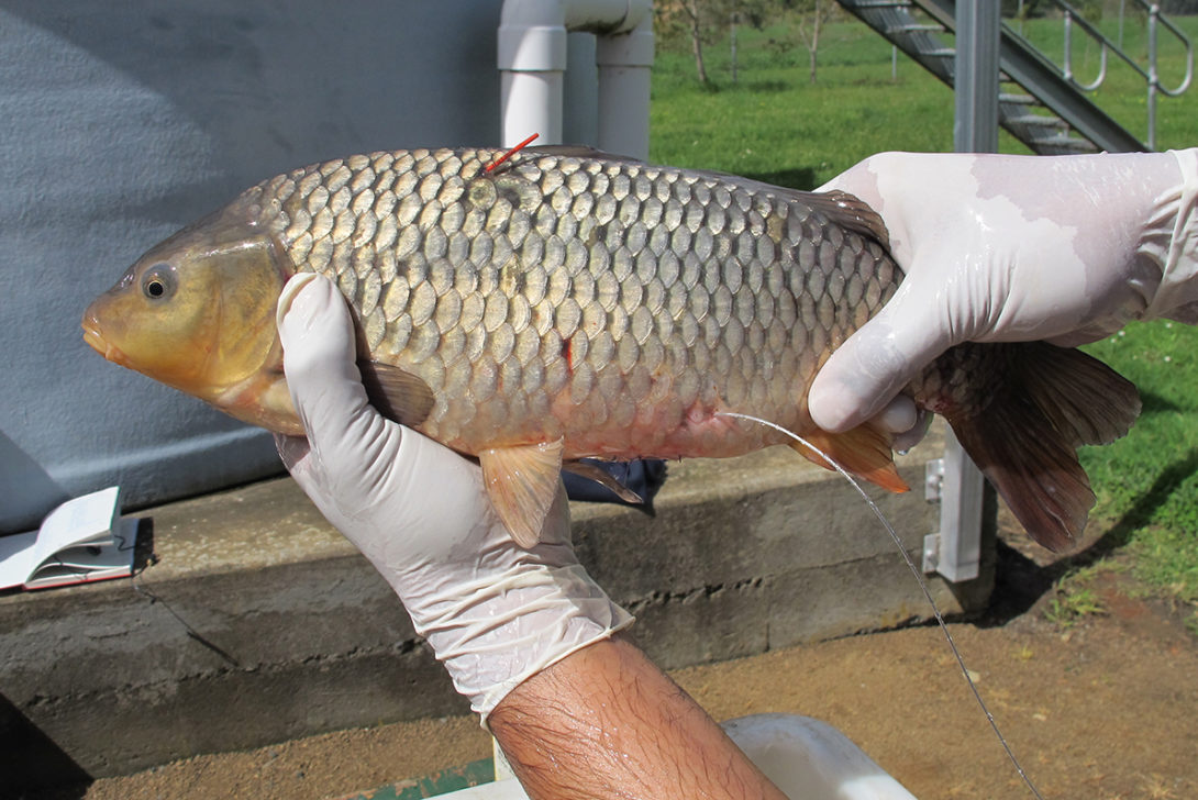 sterilisation trial carp implanted with radio transmitter