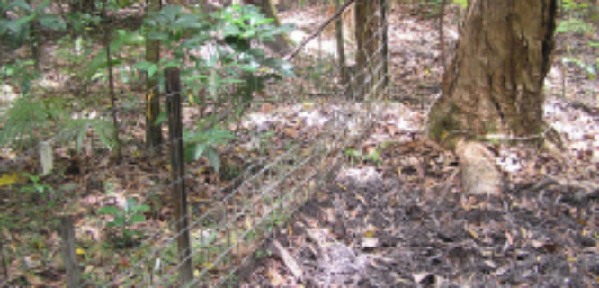 steve lapidge-fenced plots