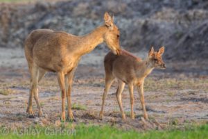 Rusa deer, Forster NSW. Image by Ashley Carlson