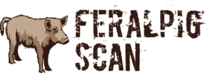 Feral pigs